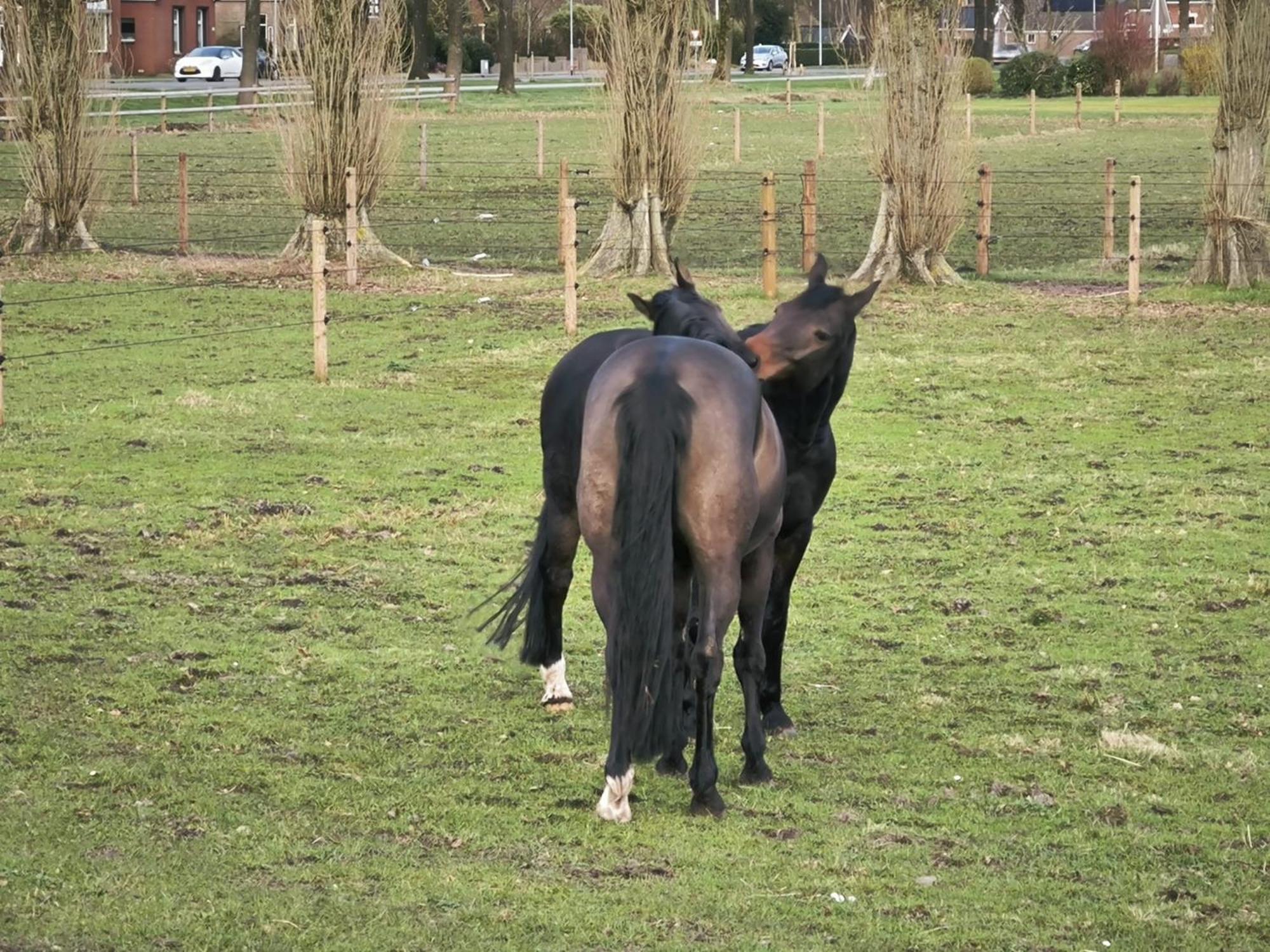 De Cordobahoeve Tweede Exloermond Buitenkant foto